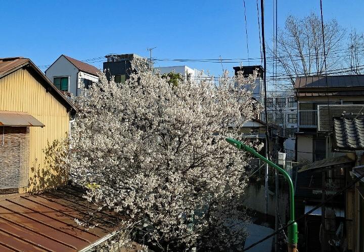 ひと足先に咲いたサクラ