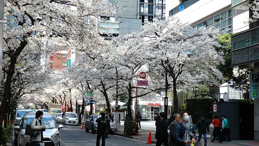 日本橋さくら通り