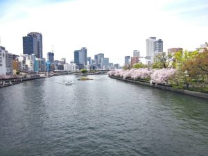 大阪桜