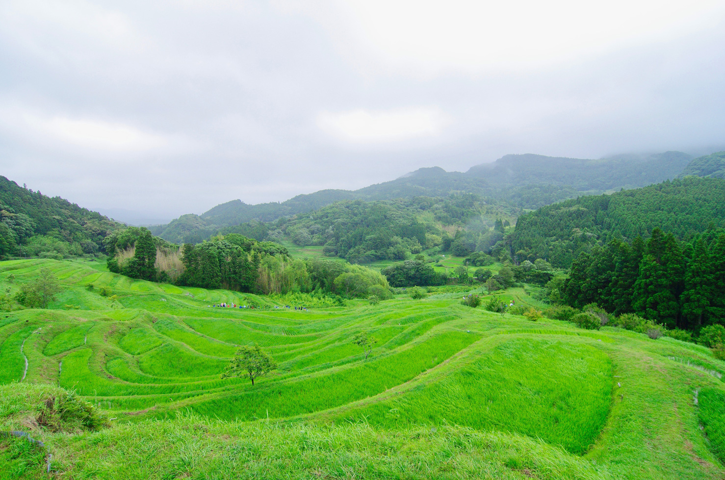 大山千枚田