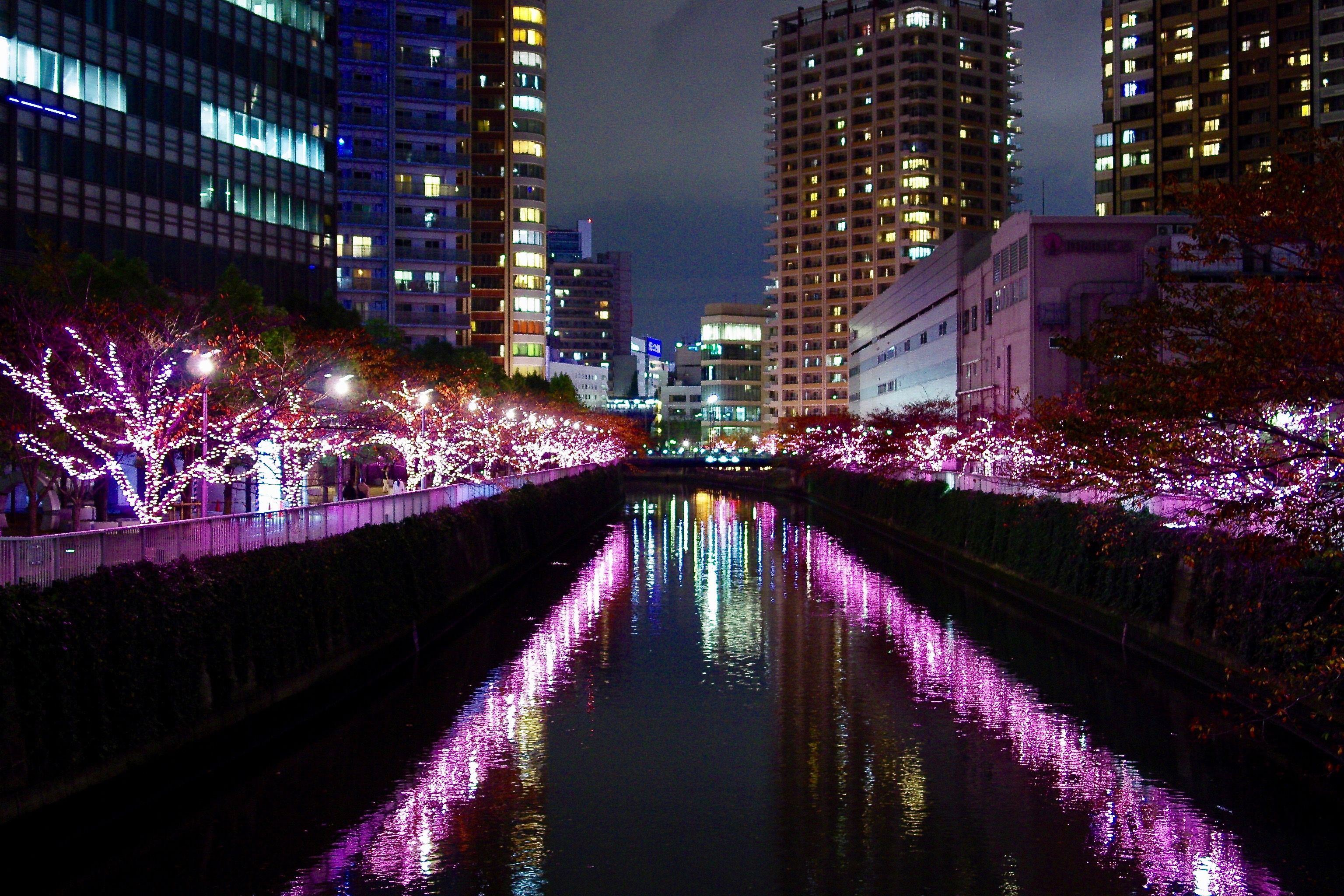 今年も咲いたね、冬の桜
