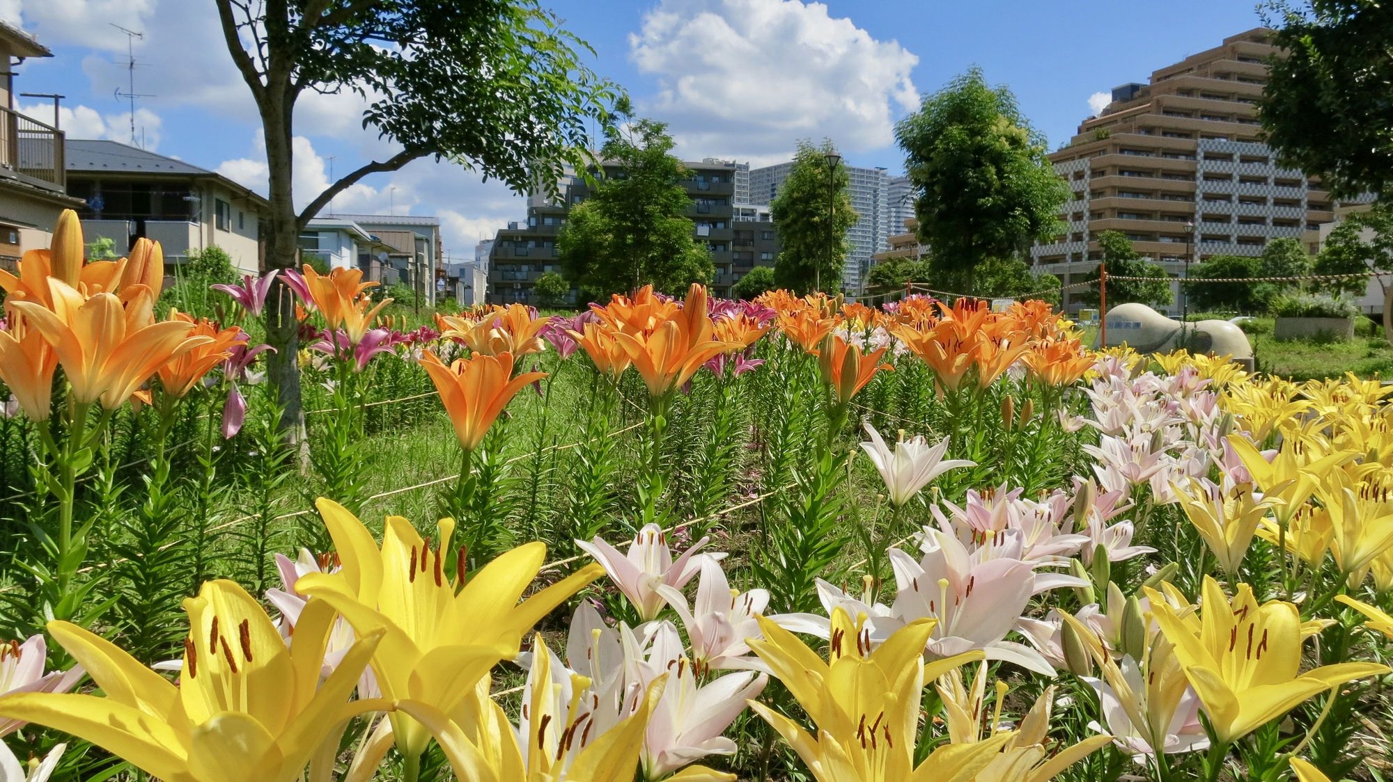 鮫洲入江公園のユリが咲いています
