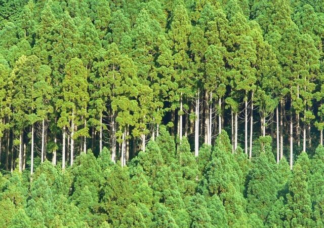 森林環境の保全への取り組み