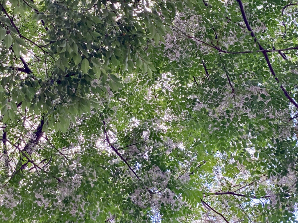 栴檀の花