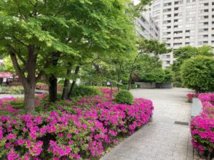 港区マンション初夏