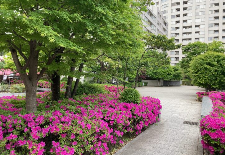 港区マンション初夏