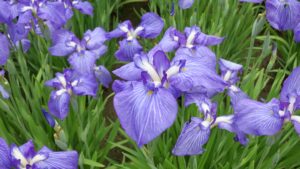 花菖蒲