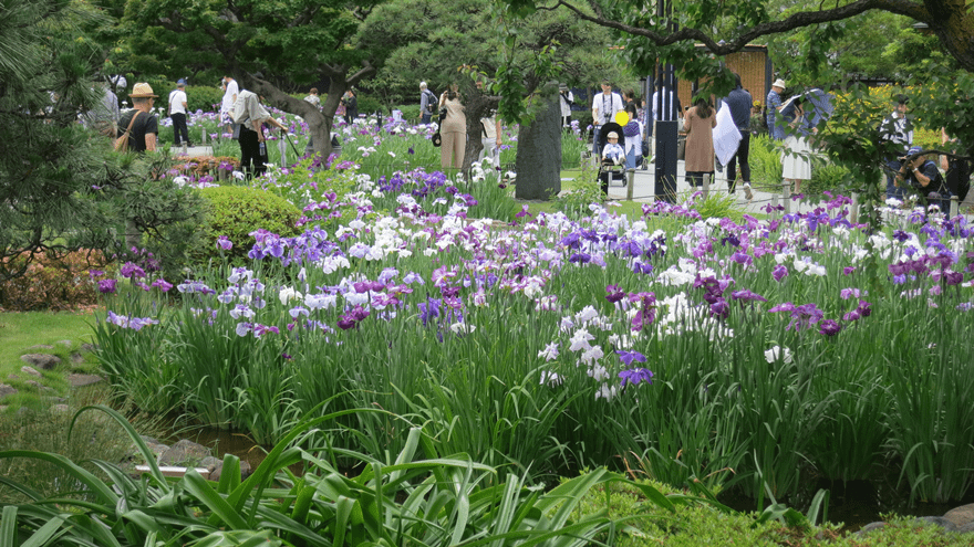 今が見ごろの堀切菖蒲園（ほりきりしょうぶえん）