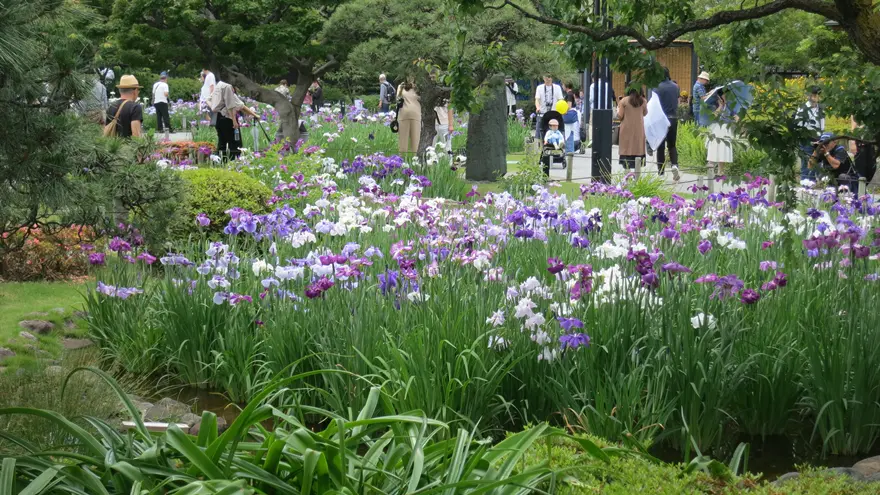 今が見ごろの堀切菖蒲園（ほりきりしょうぶえん）