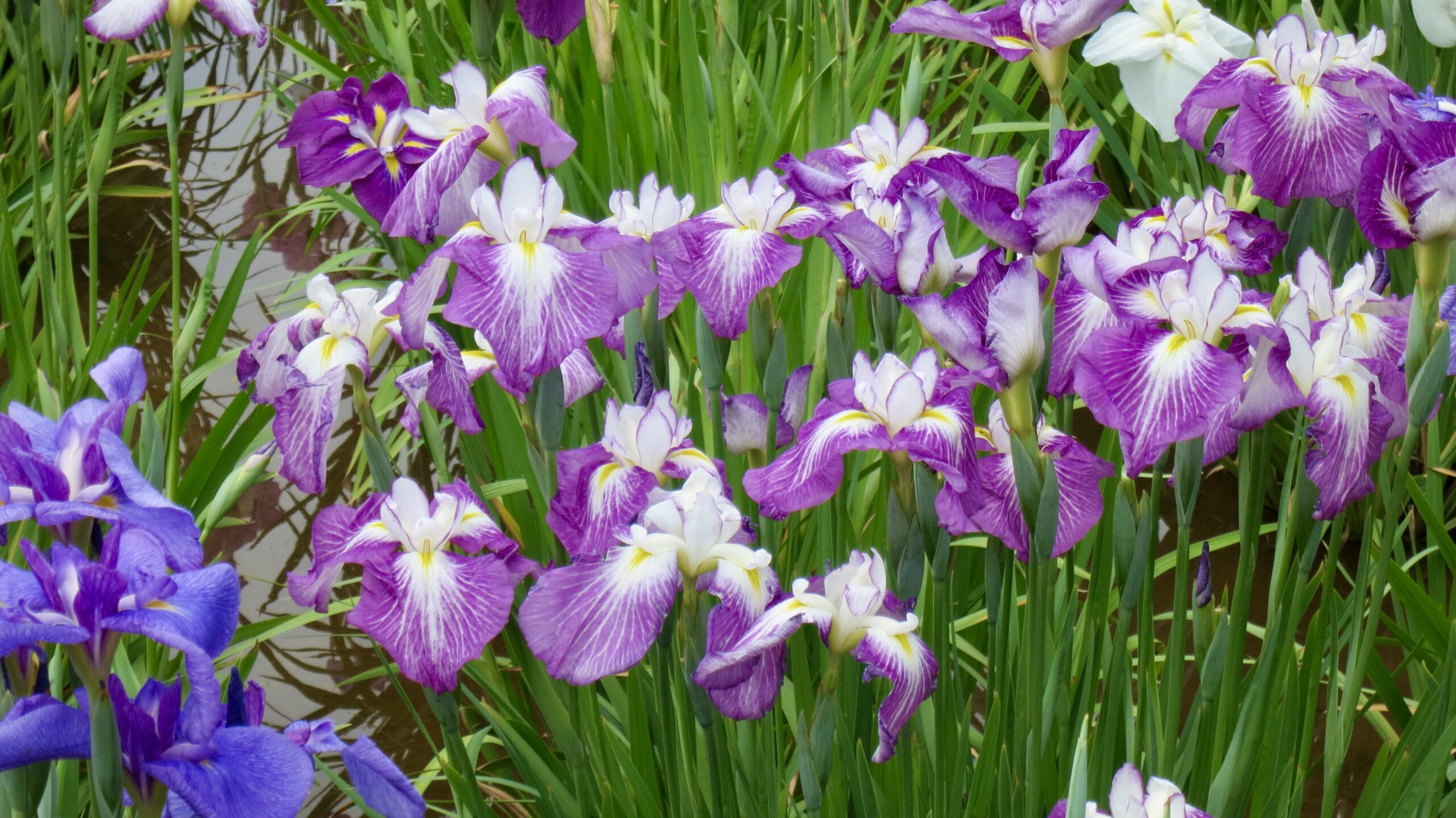 葛飾菖蒲まつり